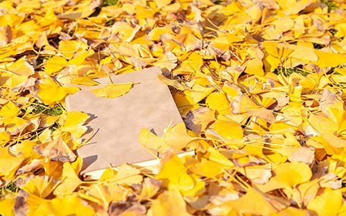 成人自考什么專業(yè)不用考英語?